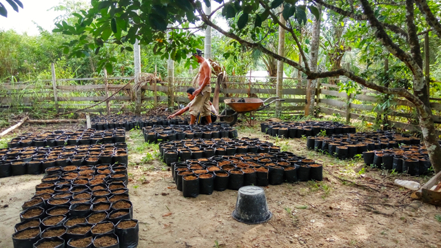 Merawat Bukit Betabuh, Memulihkan Jernang yang Mulai Langka (Bagian 2)