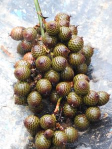 buah jernang beruk kampar