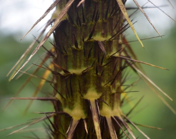 Thousands of Riau Farmers Plant Jernang because more Profitable Compare to Oil Palm