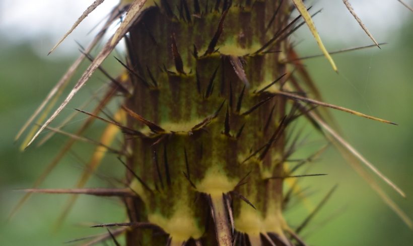 Thousands of Riau Farmers Plant Jernang because more Profitable Compare to Oil Palm